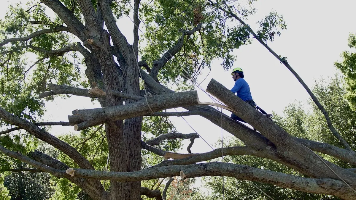 Professional Hazardous Tree Removal performed by certified arborists in Tiff