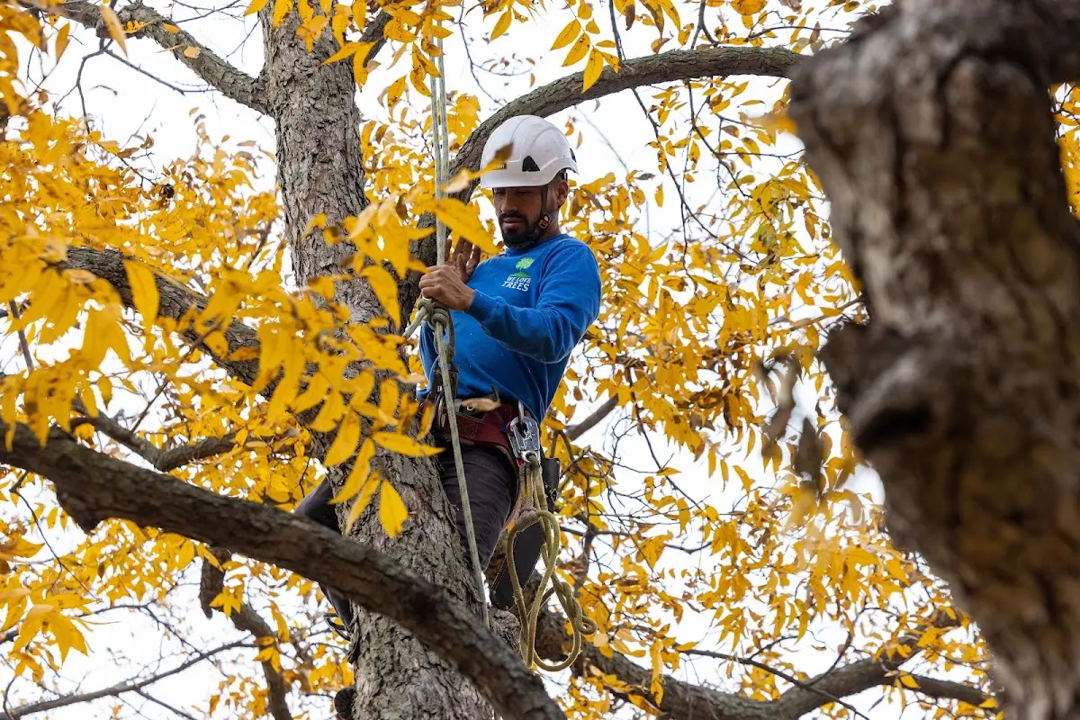 Skilled Storm Damage Cleanup crew working in Tiff